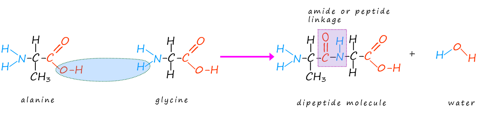 amino acid molecules can react to form a dipeptide or a polypeptide which contains amide bonds